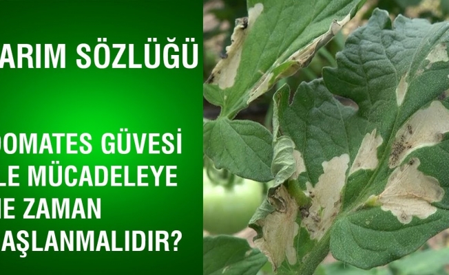 Domates güvesi ile mücadele çalışmaları