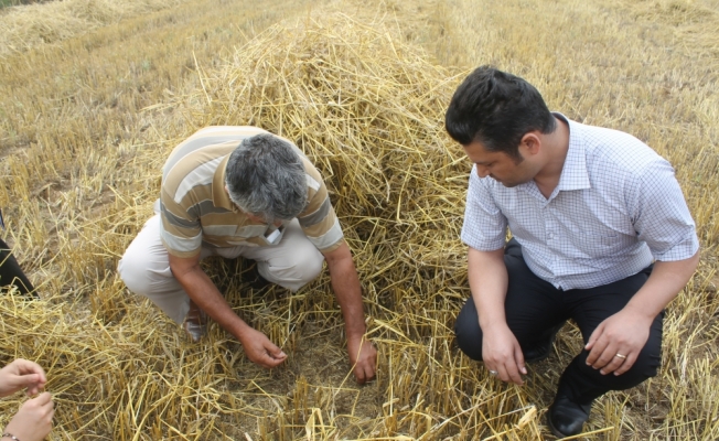 Hububat hasatı yapılan tarlalarda dane kontrolü