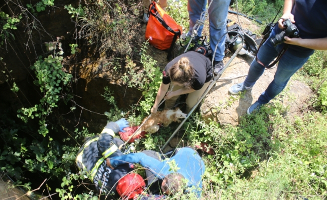 Kuyuya düşen yavru köpeği itfaiye kurtardı