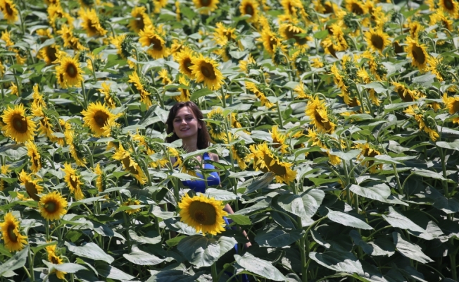 Ayçiçeği tarlalarında foto safari