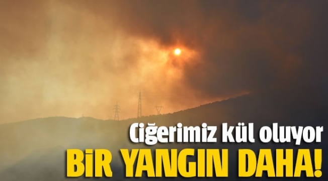 Makilik alanda yangın