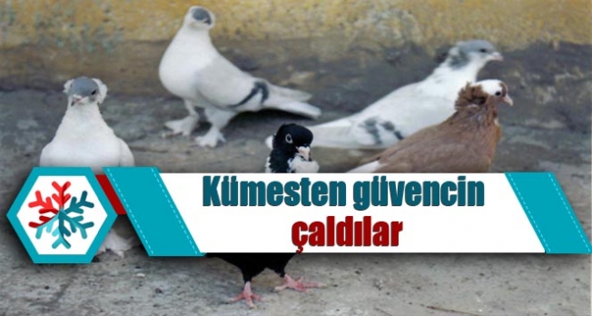 Güvercinleri kümesten çaldılar