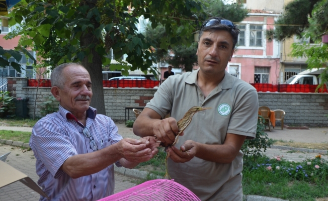 Havuza düşen balaban kurtarıldı