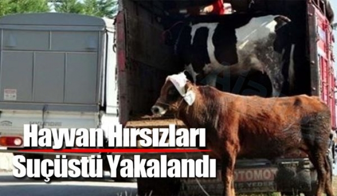 Hayvan hırsızlarına suçüstü