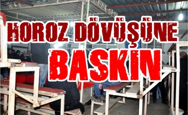 Horoz dövüşü operasyonu