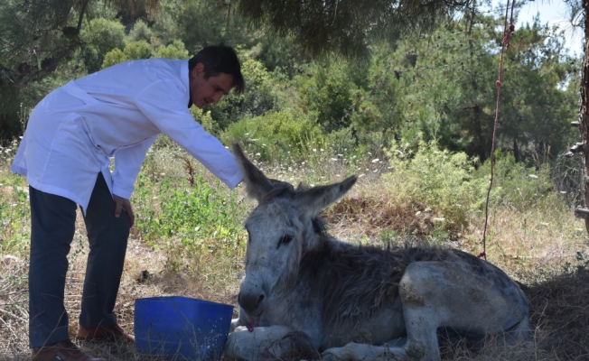 Ölüme terk edilen yaşlı eşeğe sahip çıktılar