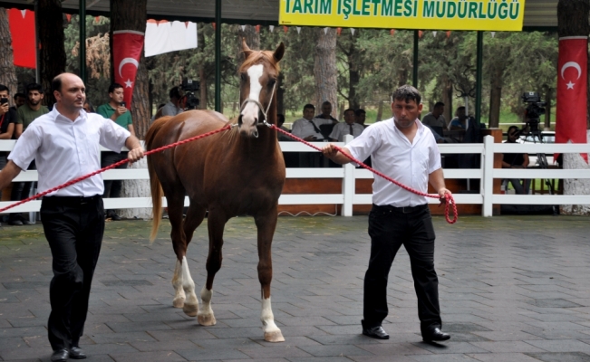 Safkan Arap taylarından 4,9 milyon lira gelir