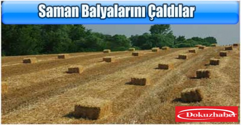 Tarladaki balyalarını çaldılar