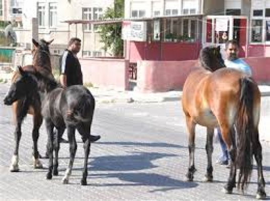 Başıboş atlar trafiği engelliyor