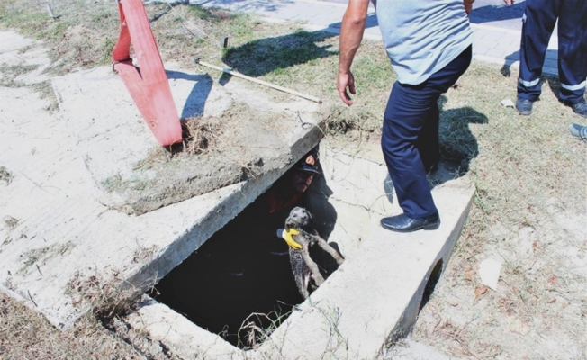 Su kanalına düşen köpeği itfaiye kurtardı