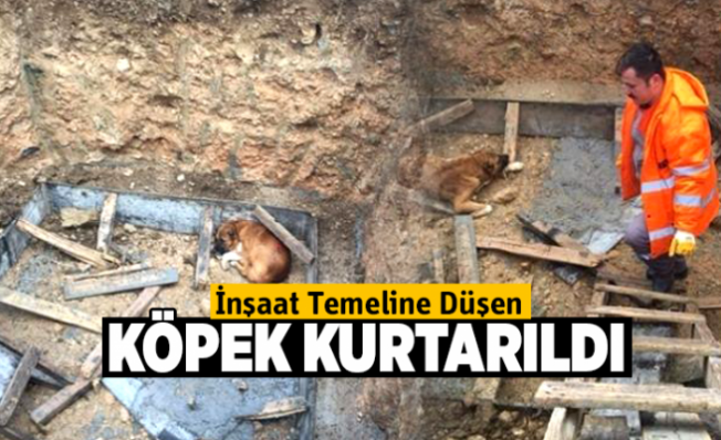 İnşaat çukuruna düşen köpek kurtarıldı