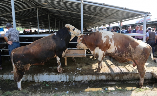 Kurban Bayramı'na doğru