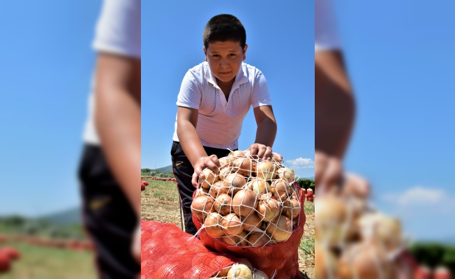 Pamukova soğanı üreticisi gelecekten ümitli