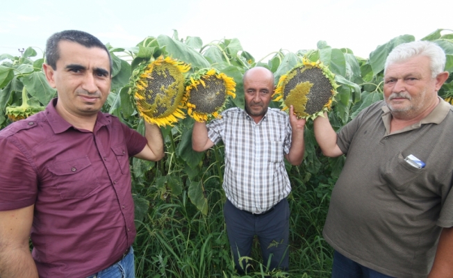 Yenişehir'den kısa kısa