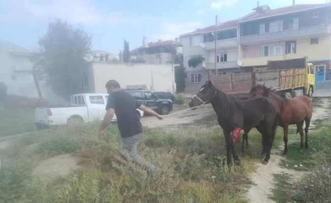 Yaralı at tedavi altına alındı