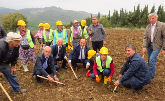 Biga'da 3 bin 500 lavanta fidesi toprakla buluştu