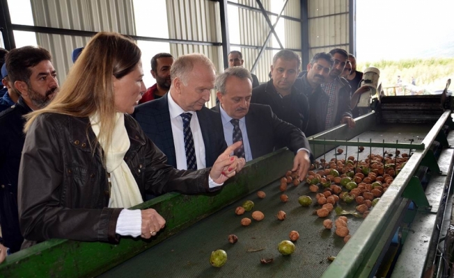 Vali Ceylan, ceviz işleme tesisinde incelemelerde bulundu