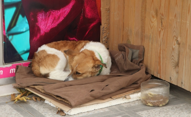 Üzerindeki montu üşüyen sokak köpeğiyle paylaştı