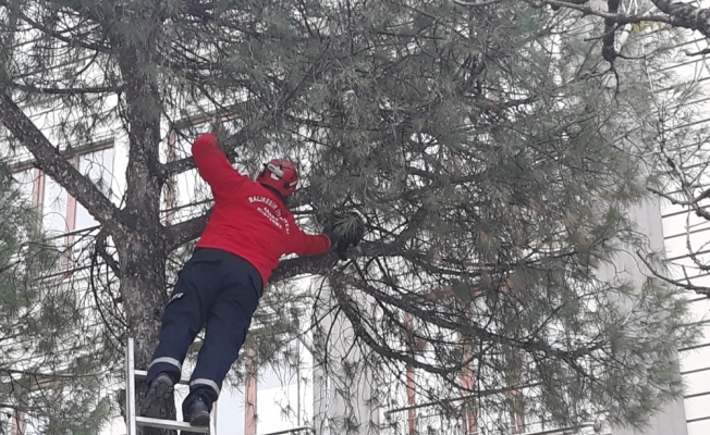 Ağaçta mahsur kalan kediyi itfaiye kurtardı