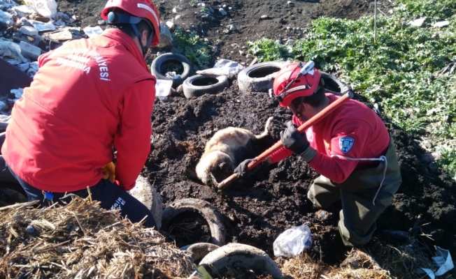 Çamura saplanan köpeği itfaiye kurtardı