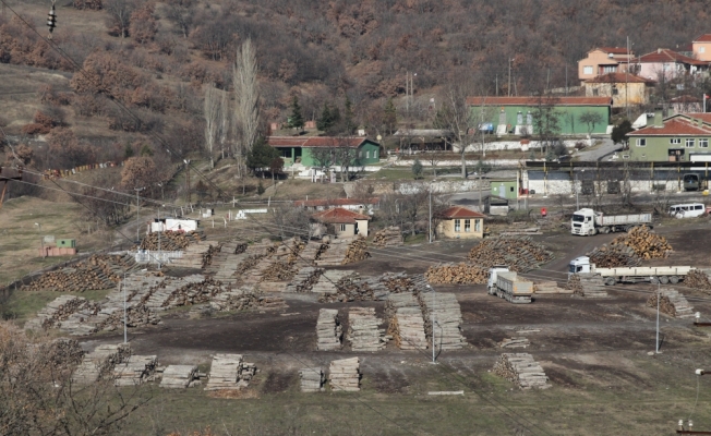 Kaçak ağaç kesimine soruşturma