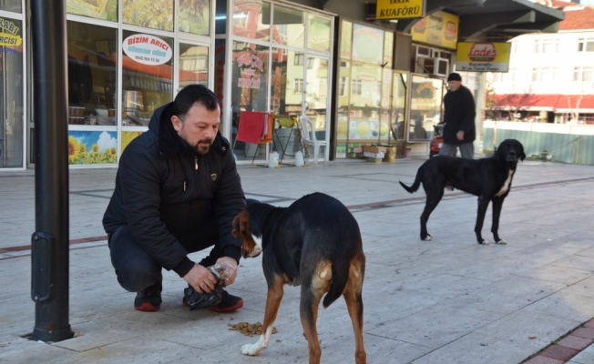 Sokak hayvanlarının gönüllü bakıcısı