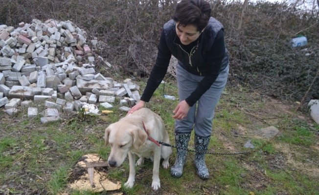 Sahibi öldürülen köpeğe KEHAYKO sahip çıktı