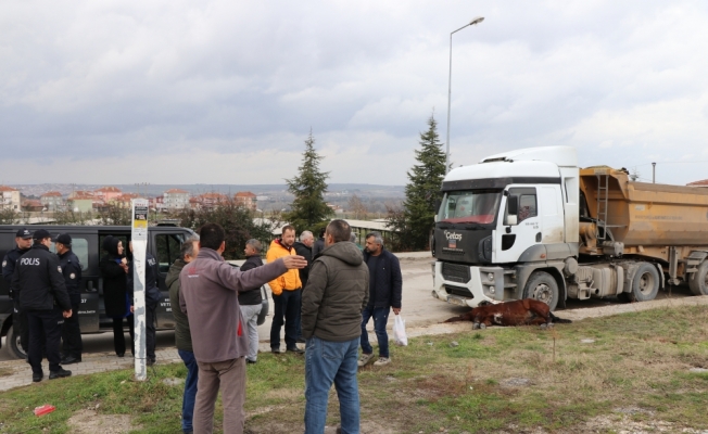 Yaralı at iğneyle uyutuldu