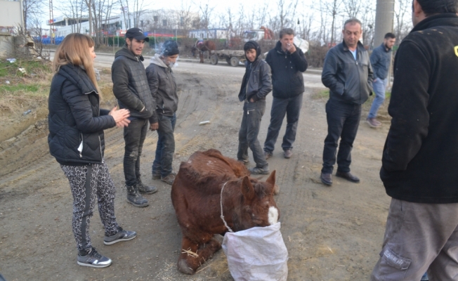 Yaralı at koruma altın alındı