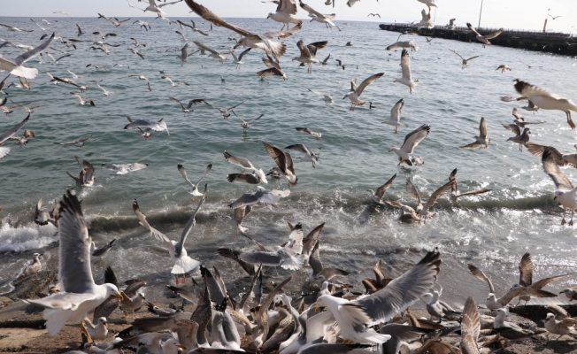 Tekirdağ'da martıların 