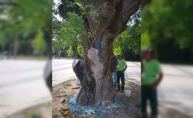 Asırlık ağaç tedavi edildi