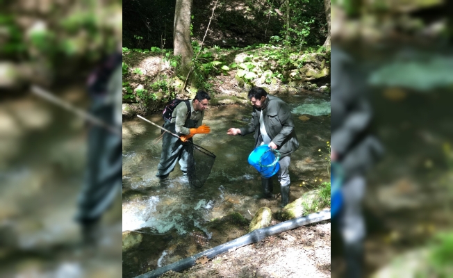 Yalova'da kırmızı benekli alabalık tespit edildi