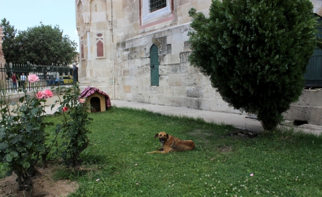 Cami avlusunda yavrulayan köpeğe imam sahip çıktı