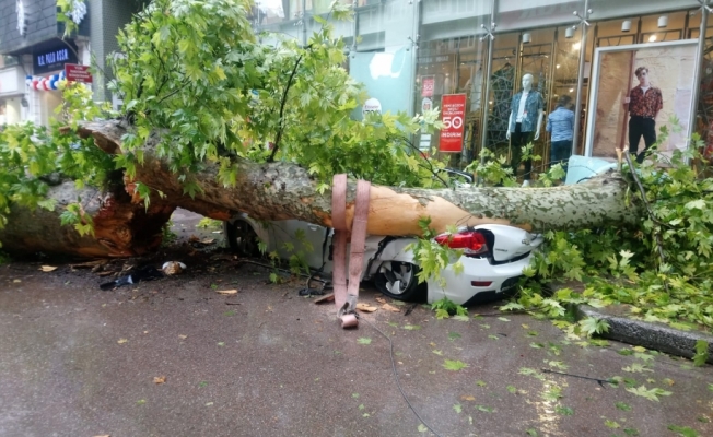 Kocaeli'de ağaç yola devrildi: 1 yaralı