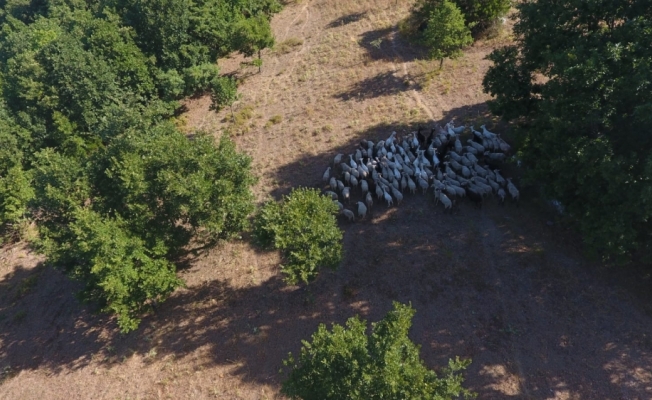 Jandarma kayıp koyunları drone ile buldu