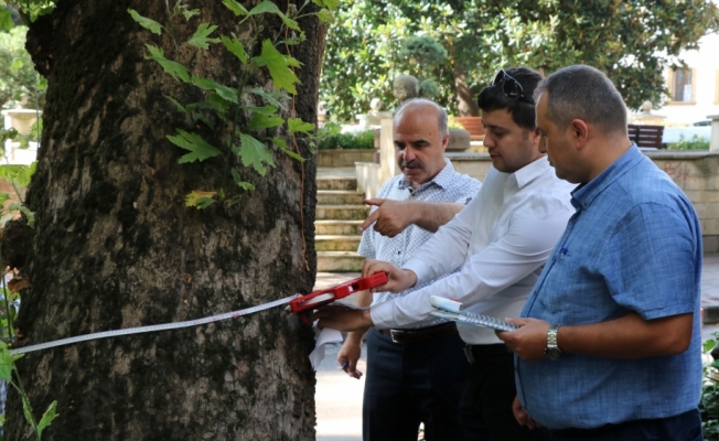 Kocaeli'de asırlık ağaçların bakımı yapılacak