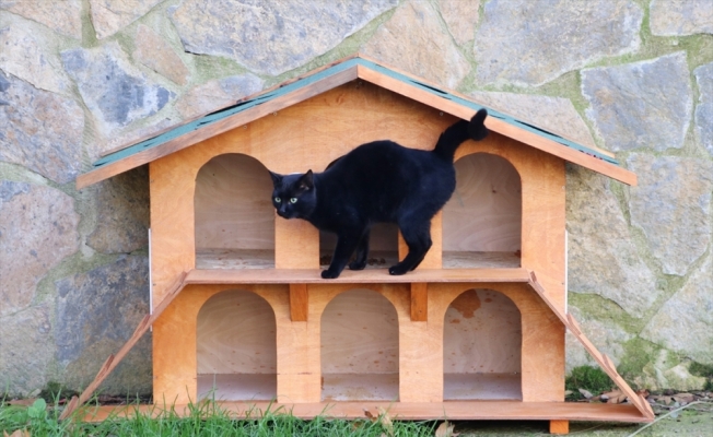 Beykoz Belediyesinden sokaklara kedi evleri