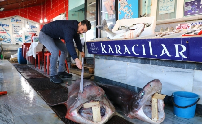 Tekirdağ'da balıkçıların ağına iki köpek balığı takıldı