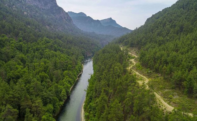 Muğla Sığla Ormanları'nın korunacak alanları yeniden belirlendi