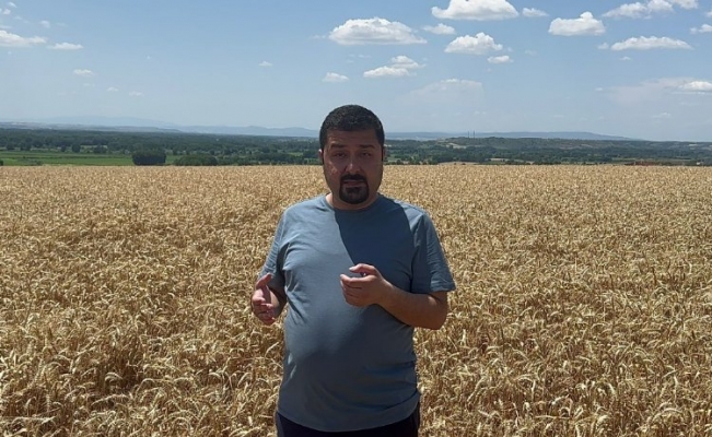 CHP'li vekilden TMO'ya buğday tarlasından tepki