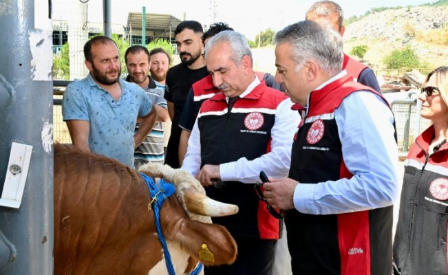 İzmir hayvan pazarları Kurban Bayramı'na hazır