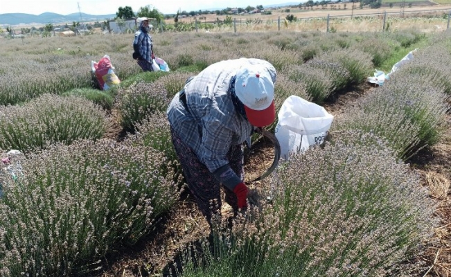 Siğilli Lavanta Bahçesi’nde 4.hasat dönemi başladı