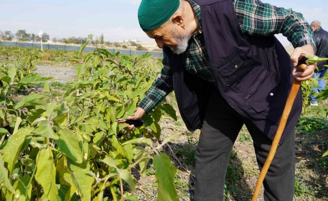 Keçiören'de Bostanın son hasadı huzurevi sakinlerinden