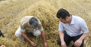 Hububat hasatı yapılan tarlalarda dane kontrolü