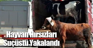 Hayvan hırsızlarına suçüstü