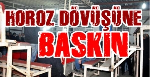 Horoz dövüşü operasyonu