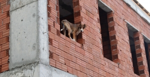 İnşaattan çıkamayan köpeği esnaf kurtardı