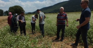 Karabuğday üretimi yaygınlaşıyor