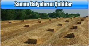 Tarladaki balyalarını çaldılar