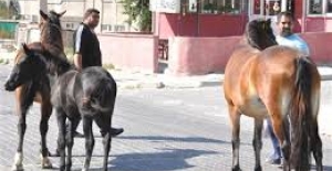 Başıboş atlar trafiği engelliyor